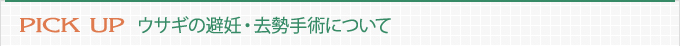 PICK　UP　ウサギの避妊・去勢手術について